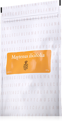 Maytenus tea