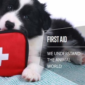 First Aid