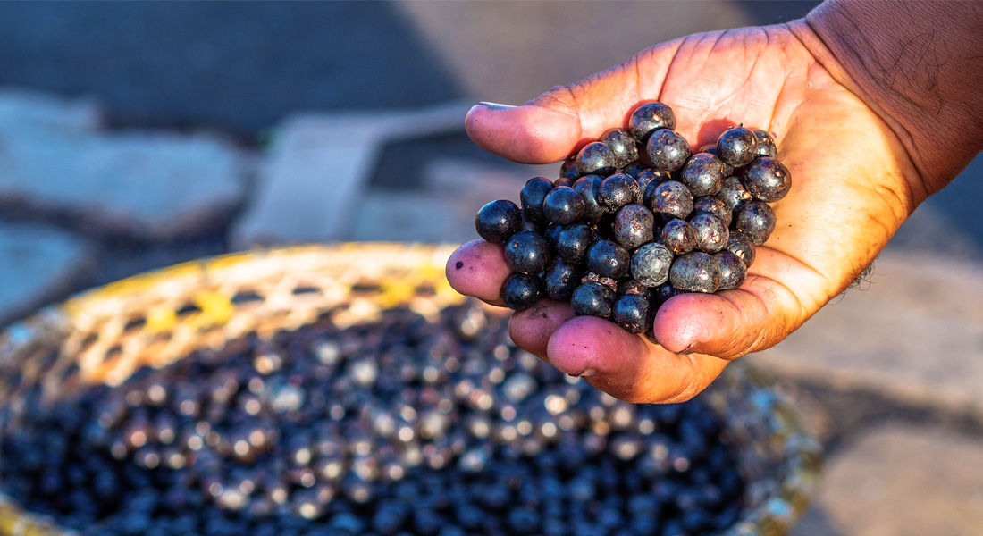 Bobule Acai právě sklizené z palmy